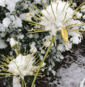 jardin-hiver