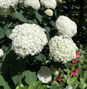 hortensia géant chez particulier