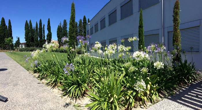 massif de fleurs