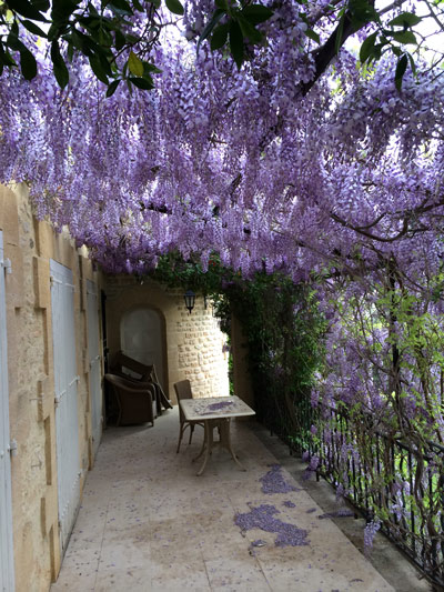 glycine sur tonnelle en ferronnerie artisanale